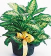 PLANTS