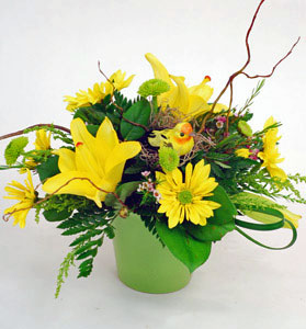 No matter what the occasion our "bird in the hand" arrangement says it all.  Yellow lilies with yellow daisies, mixed greens with curly willow are all arranged around a colorful little bird sitting on a nest. Need something special for tonight? Call by 2P