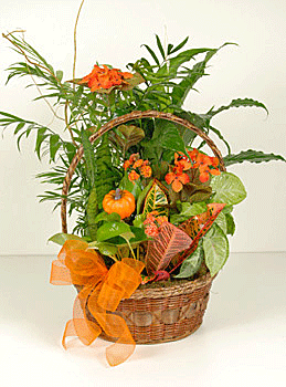 Fall basket filled with mixed green plants