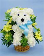 All dressed up and ready to go. This darling white puppy is designed with all white carnations surrounded with yellow daisies. Tied with a blue bow, “Buffy” is sure to bring a big smile to all. 