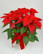 A true holiday classic, our stunning fresh poinsettia plant is perfect for a tabletop, a mantel, or even as a centerpiece at any holiday gathering. it’s the perfect gift for family and friends. Poinsettia is decorated with Christmas greens and delivered i