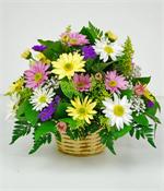 Daisy Daze O'fallon, Florist LaRosa's FLowers