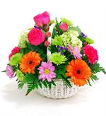 Bright pink carnations mixed with green hydrangea, orange gerbera daisies, lavender spray daisies, and green mums with mixed greenery and arranged in a white wicker basket to create the 