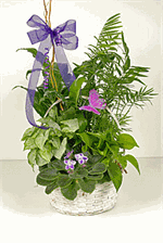 English Garden Planter with African Violets LaRosa's Flowers O'fallon, IL