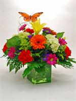 Emerald green glass cube filled with bright orange gerbera daisies,red carnations, green hydrangeas with purple spray daisies, mixed greenery and a fluttering  butterfly. Need your gift to arrive today? Call by 2 P.M and your gift will arrive the same day