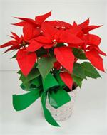 The traditional holiday blooming plant, a Christmas Poinsettia with its dark leaves and deep red flowers, is the perfect gift for family and friends. Poinsettia is decorated with Christmas greens and is delivered in a white basket with and holiday ribbons