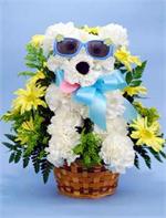 Someone need cheering up? This “Kool Dude” is the ticket. Made with all white carnations and surrounded by yellow daisies and mixed greens. Add sunglasses and he’s ready 