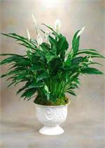 Offer unspoken words of comfort and peace. Our  white  planter holds an elegant peace lily plant offering peace and comfort. Dark green leaves offer a calm background for the white candle-like blooms of this easy to care for plant. Send as a tribute, and 