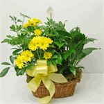 Plant Combo Florist in O'fallon, IL. LaRosa's Flowers