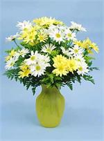 Overflowing with warm wishes and good cheer, these brightly colored white and yellow daisies with mixed greens, are designed in a lemon yellow glass vase. No matter what the occasion, this arrangement  says it all. 